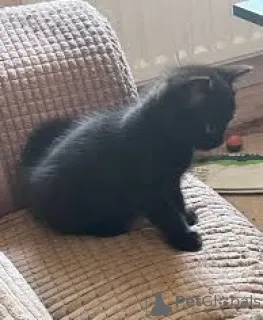 Фото №2 к объявлению №164943 о продаже бомбейская - купить в Финляндии частное объявление, заводчик