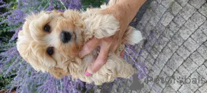 Дополнительные фото: Bolonka Wette FCI Puppy - красивая девушка