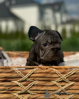 Фото №2 к объявлению №156370 о продаже французского бульдога - купить в Германии из приюта, заводчик