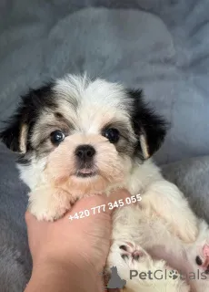 Дополнительные фото: Maltipoo Morkie, 2,5 месяца Девочка