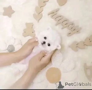 Фото №2 к объявлению №161935 о продаже  - купить в Канаде 