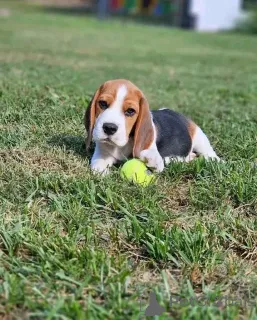 Фото №1.  - купить в Мадрид за договорная. Объявление №161165
