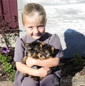 Фото №1.  - купить в Баден-Бадене за Бесплатно. Объявление №144936