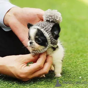 Фото №4. Продажа чихуахуа в Плохой Вослав заводчик - цена 76388₽