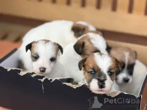 Дополнительные фото: Щенки джек-рассел-терьера короткошерстные