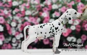 Дополнительные фото: Изысканные Dalmatian Puppies Champion Champion Bloselines, готовые к любящим