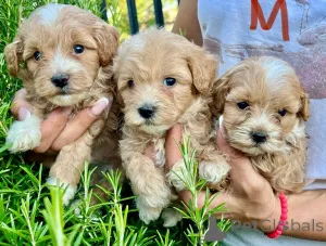 Фото №2 к объявлению №155638 о продаже мальтипу - купить в Германии заводчик