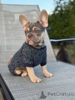 Фото №2 к объявлению №152121 о продаже французского бульдога - купить в Германии частное объявление