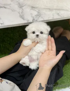 Фото №1. мальтийская болонка - купить в Leicester за 46384₽. Объявление №148776