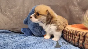 Дополнительные фото: Элитные щенки