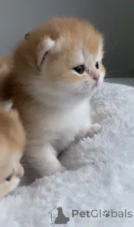 Фото №2 к объявлению №161233 о продаже британская короткошёрстная - купить в Чехии из питомника, заводчик