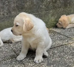 Фото №2 к объявлению №163503 о продаже лабрадор-ретривера - купить в Великобритании частное объявление