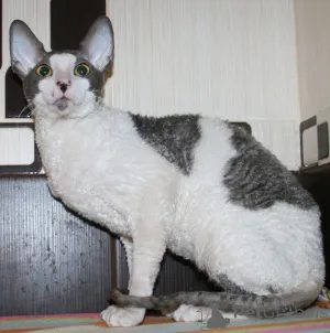 Фото №3. Авантюрные котята корниш-рекса. Черногория