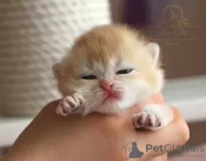 Дополнительные фото: British kittens golden chinshilas