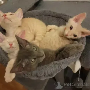 Фото №2 к объявлению №167274 о продаже донской сфинкс - купить в Германии частное объявление