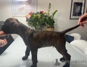 Фото №2 к объявлению №137195 о продаже беспородную - купить в Австрии заводчик