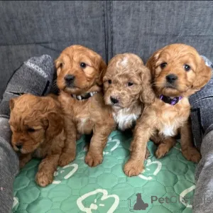 Фото №2 к объявлению №149697 о продаже беспородную - купить в Германии частное объявление