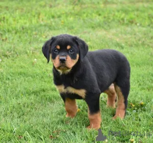 Фото №1.  - купить в Айзлинген за 44934₽. Объявление №161157