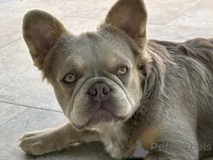 Дополнительные фото: Французский бульдог, женщина