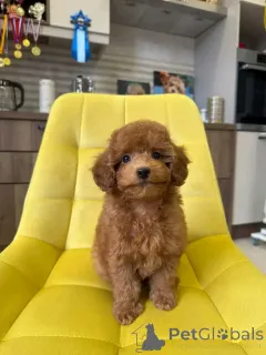 Фото №1.  - купить в Амберг за 37107₽. Объявление №159556