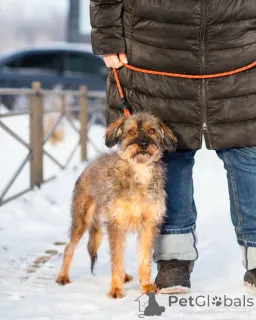 Фото №3. Редкой внешности собачка ищет дом.  Россия