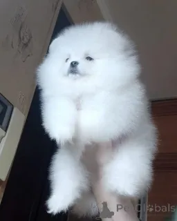 Фото №2 к объявлению №166156 о продаже померанского шпица - купить в Германии 