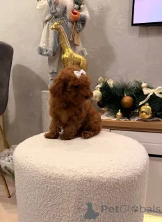 Дополнительные фото: Щенок той-пуделя, сука