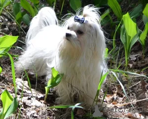 Дополнительные фото: В звязку з відїздом за кордон терміново продається мальтезе клуб КСУ FCI