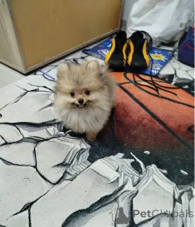 Дополнительные фото: Красивые мишки Бо-Петди