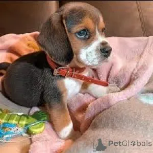 Фото №3. Preciosos cachoros Beagle en Venta.  Испания