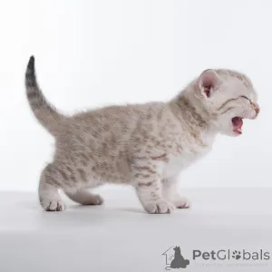 Фото №4. Продам бенгальскую в Даларё из приюта - цена 44934₽