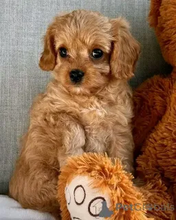 Фото №3. Cavapoo-Welpen Zur Усыновление.  Германия