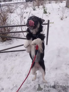 Фото №3. Ищет дом крошка-собачка весом 6 кг.  Россия