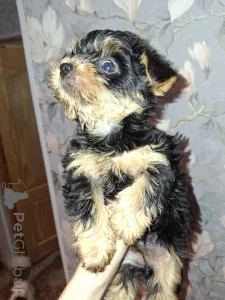 Дополнительные фото: Чистокровные щенки Йокрширского Терьера. 