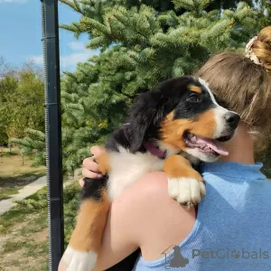 Дополнительные фото: Щенки бернского зенненхунда