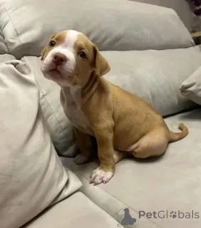 Фото №2 к объявлению №165355 о продаже американского питбультерьера - купить в Германии 