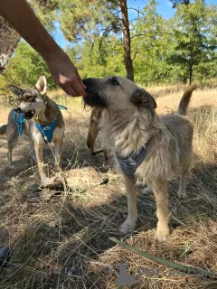 Фото №4. Продажа беспородную в Волгограде частное объявление - цена договорная