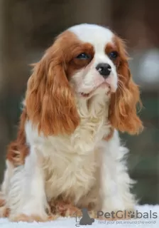 Дополнительные фото: Cavalier King Charles Spaniel Puppy