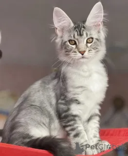 Фото №2 к объявлению №163660 о продаже мейн-кун - купить в Германии заводчик