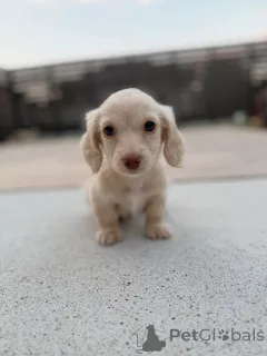 Фото №2 к объявлению №156453 о продаже таксу - купить в Бельгии заводчик