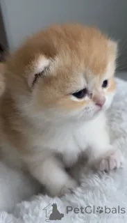 Фото №3.  Британские котята золотая шиншилла девочки . Чехия