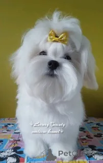 Фото №3. Чарівна малеча мальтезе найвищої якості.  Украина