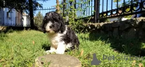 Дополнительные фото: CAVAPOO трехцветный щенок