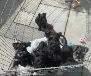 Фото №1. цвергшнауцер - купить в Вена за 64937₽. Объявление №163861