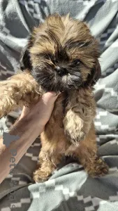 Дополнительные фото: чистокровные девочки ши-тцу