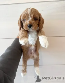 Фото №2 к объявлению №158142 о продаже кинг-чарльз-спаниеля - купить в Германии частное объявление