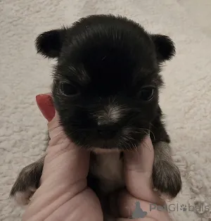 Дополнительные фото: Очень маленькие чихуахуа