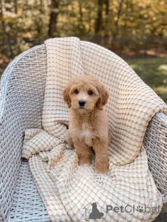 Фото №1. лабрадудль - купить в Бауцен за договорная. Объявление №159069