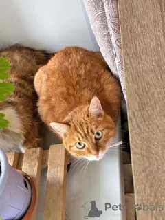 Дополнительные фото: Воспитанная интеллигентная рыжая кошечка Алиса ищет дом