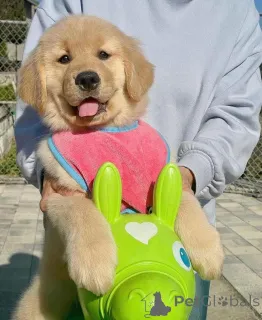 Фото №2 к объявлению №161161 о продаже  - купить в Швейцарии 